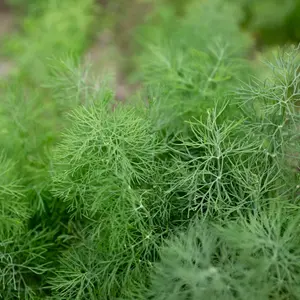 Fernleaf Dill Herb | Two Live Plants | Non-GMO | Heirloom | Compact, Fast Growing, Pollinator Friendly