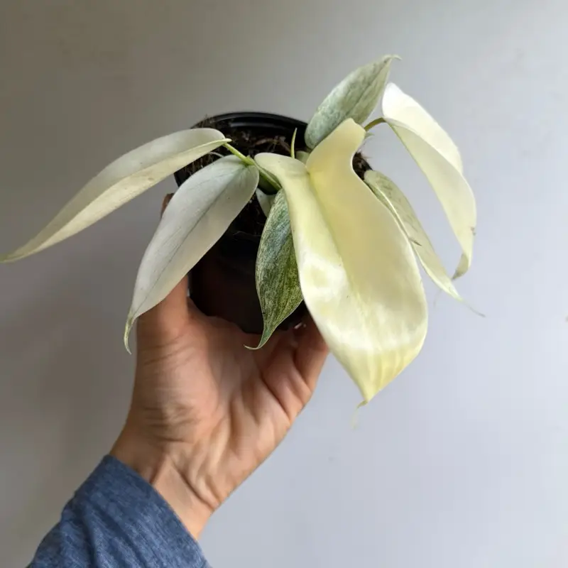 Philodendron Florida Ghost 4" Pot Rare House Plant with Minty Green Foliage and White Veins 4" pot