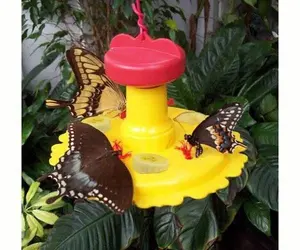 Butterfly Feeder Butterfly Feeder