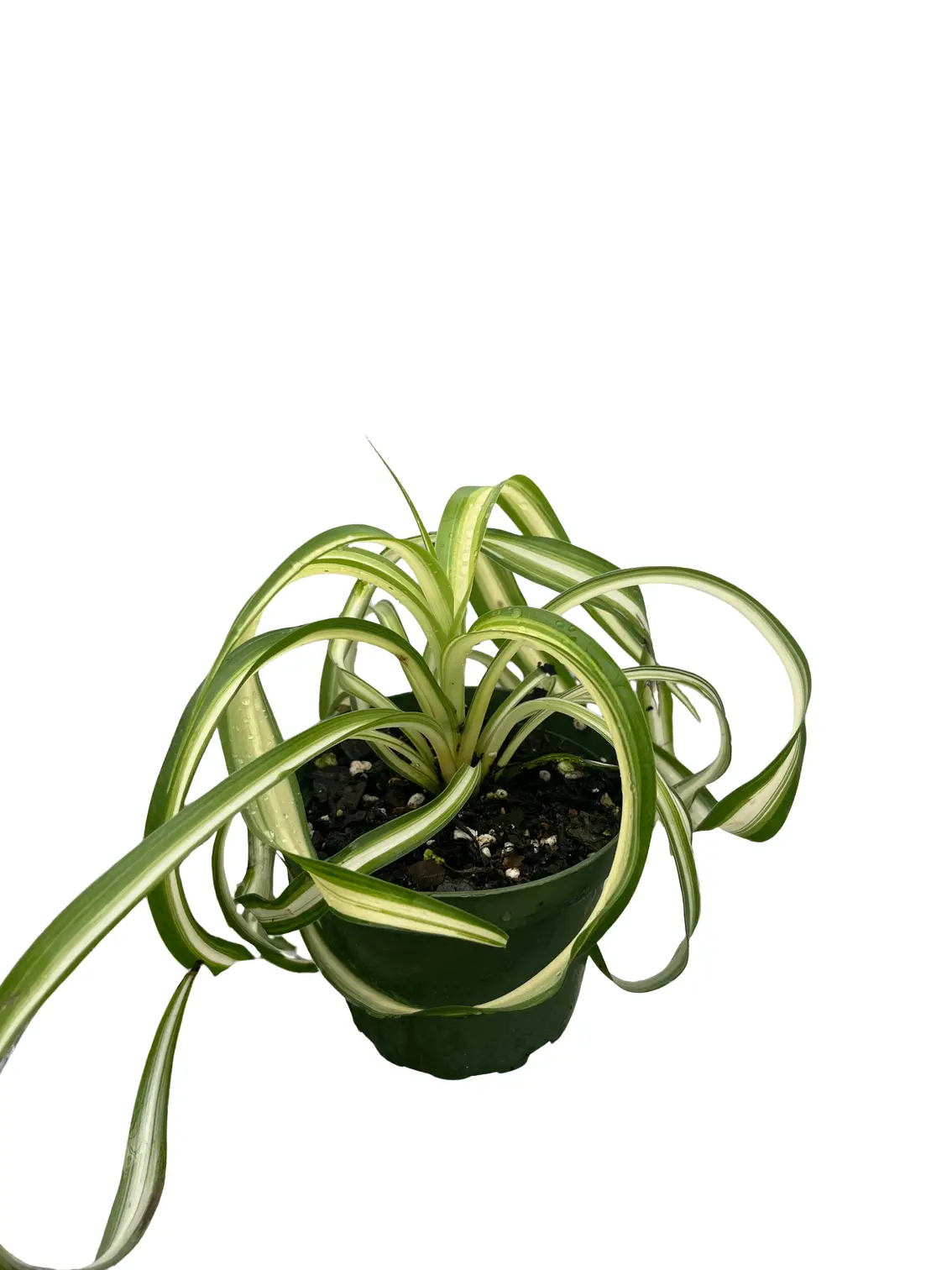 palm cactus plant Pachypudium Lamerei (Madagascar Palm) – Kesslers Cacti main image 0