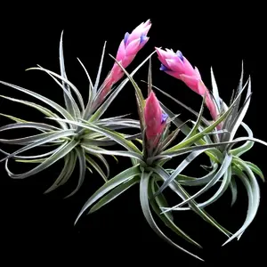 Aeranthos Purple Air Plant - Long Leaves with Purple Flowers, Ideal for Indoor Decor