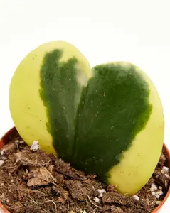 Variegated Hoya Heart