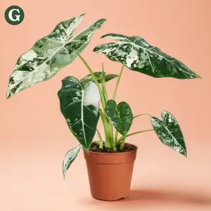 4" Alocasia Frydek Variegated – Indoor Live Plant, Rare Creamy White & Minty Variegation, Elephant Ear-Shaped Leaves, Medium, Bright Light & Humidity Lover