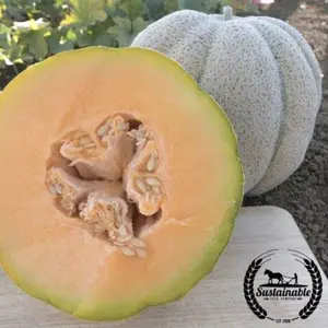 Melon Seeds - Cantaloupe - Iroquois (Organic)