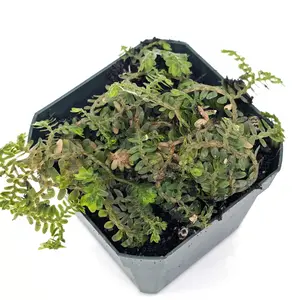 Selaginella articulata spikemoss Fern Moss Terrarium Plant