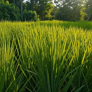 CZ Grain Elephant Grass - 500 Seeds to grow the tallest grass in the world