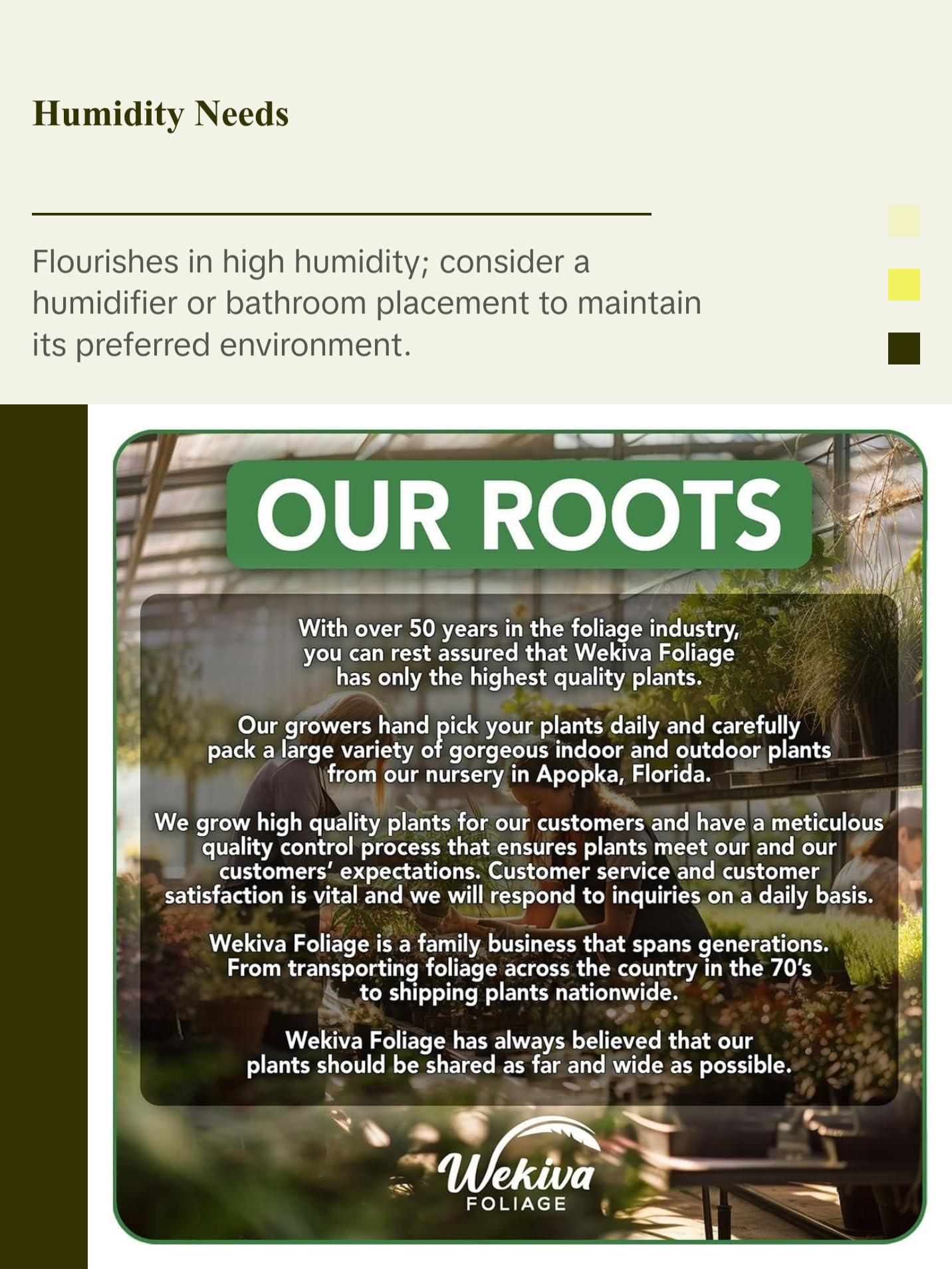 Pink Spotted Begonia - Live Plant in a 4 Inch Pot - Begonia Amphioxus - Rare and Beautiful Tropical Indoor Houseplant - Air Purifying