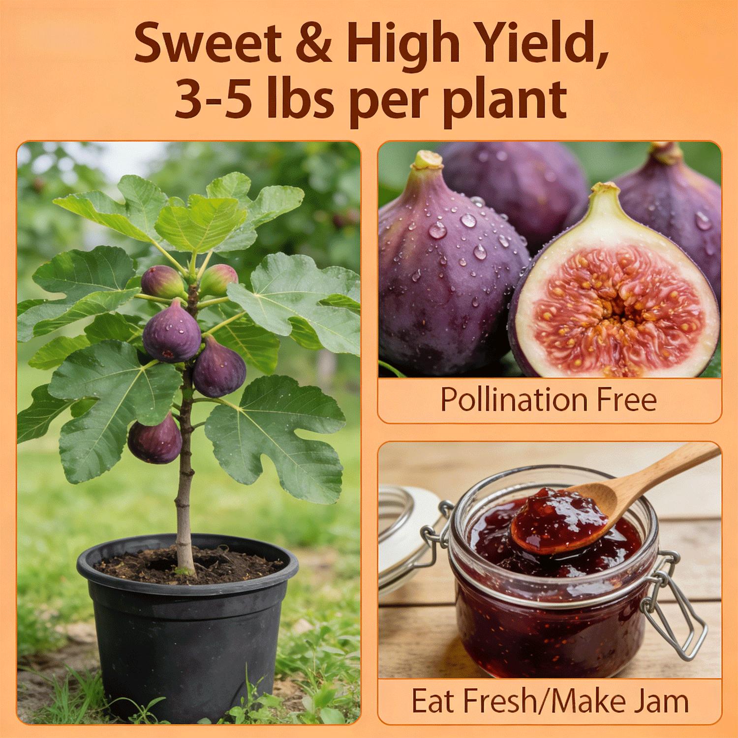 Heirloom Non-GMO Fig Tree Live Plant Seedling – Fast Growing Perennial, Perfect for Outdoor Garden, Patio, Container & Yard, Simple to Grow, Ideal for Beginners & Home Orchard
