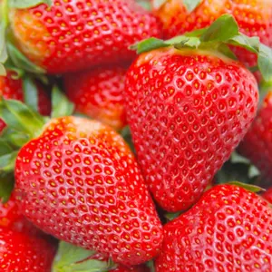 Strawberry Seeds for Planting - Red Strawberry Seeds Non-GMO Healthy Sweet Fruit Organic Strawberry Seeds for Home Garden