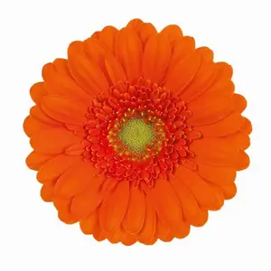 Mini Gerber Olivia - 60 Stem Bunch