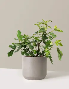 Chicago Hardy Fig Tree