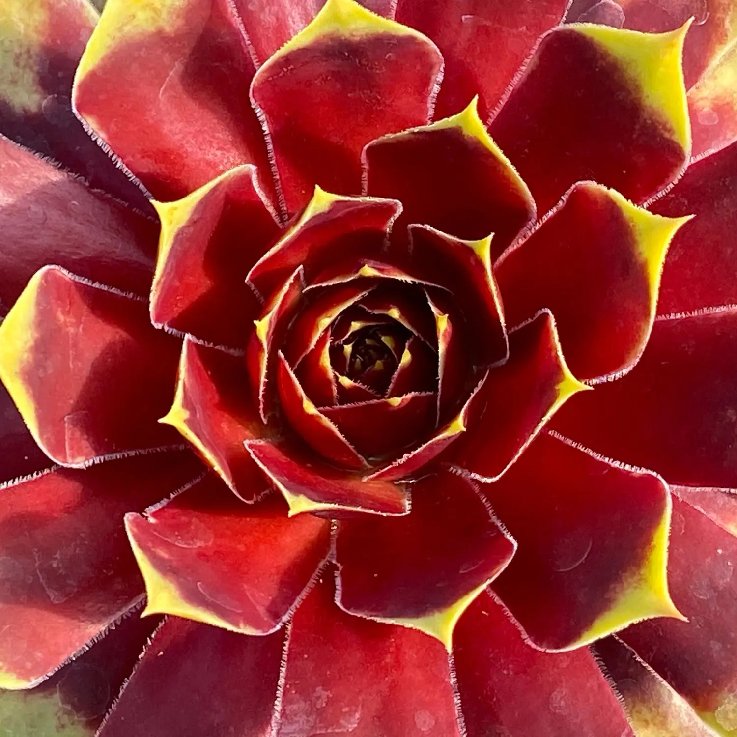 Gold Crown Sempervivum Hens & Chicks by Chick Charms® – 4 Inch Pot