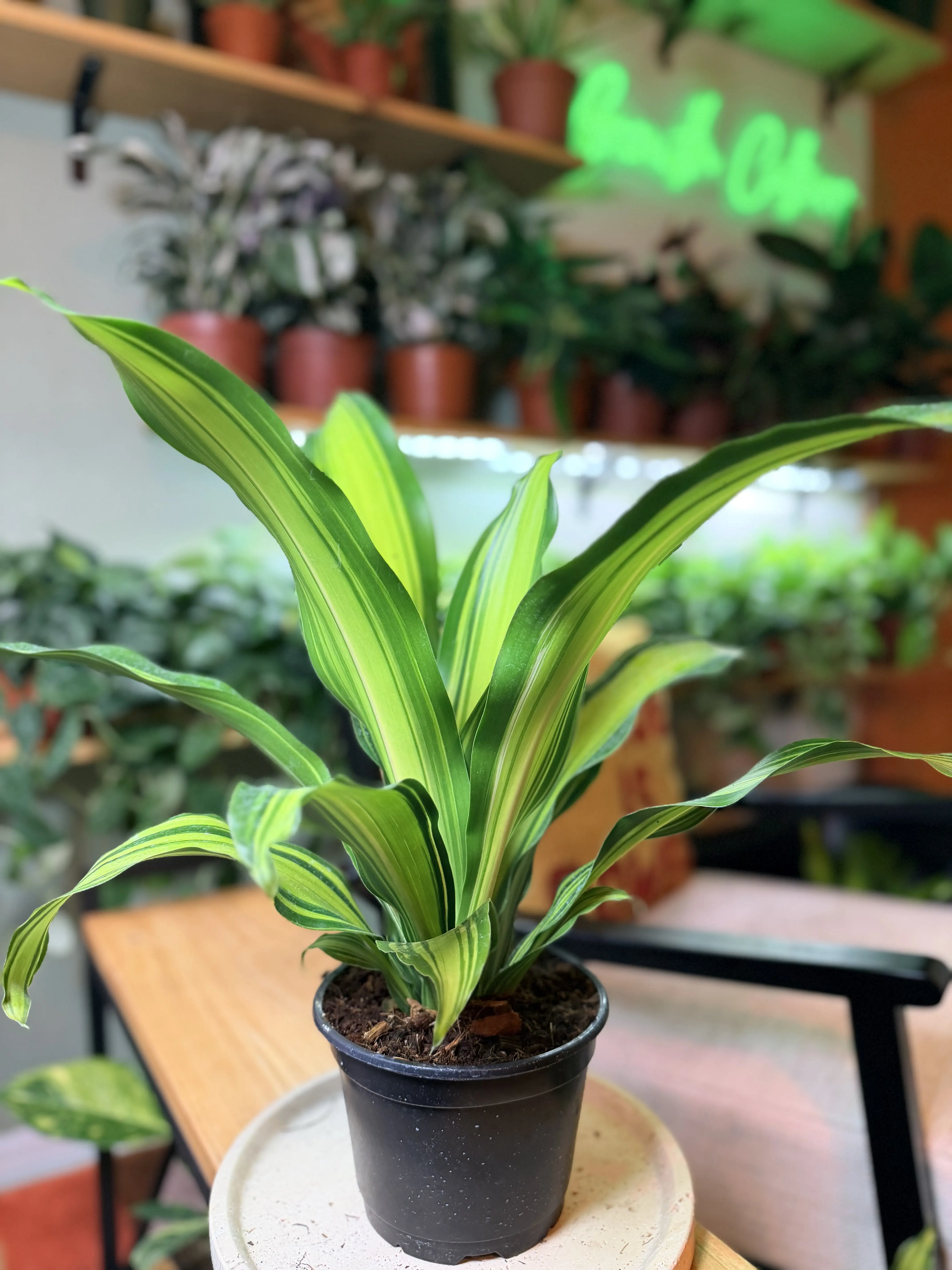 6" Dracaena Marley – Premium Tropical Foliage Plant - Low-Maintenance Houseplant - Modern Foliage Favorite