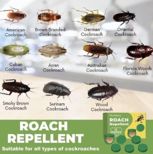 Roach killer for household and dorm kitchen areas, highly effective cleaning. Mosquito killer. Mosquito gel bait. Pest control kit. Insect repellent agent for preventing cockroaches. Indoor pest infestation control kit.