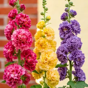 500PCS+ Hollyhock Seeds – Colorful Tall Blooms, Heirloom & Non-GMO, Perfect for Fences, Borders & Cottage Gardens