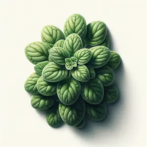 Oregano (Greek) (4x)