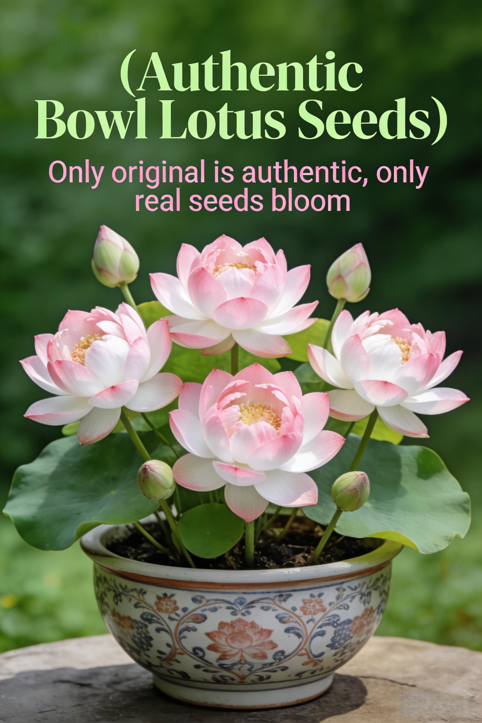 20 Mixed Color Bonsai Lotus Seeds for Ornamental Ponds & Home Planting - Easy to Plant, All Seasons, Open Mouth Bowl Variety