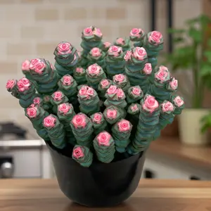 Live Plant Succulents 2''& 4'' Potted /Baby’s Necklace / String of Buttons Succulent/Succulents Cactus Rotted/Live Plants for Home,Garden,Christams gift/Easy Care Plant for Home