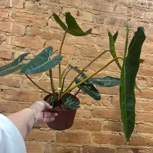 Philodendron billietiae