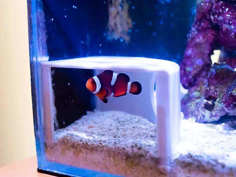 Fishkeeping3D Corner Aquarium Cave for Freshwater and Saltwater Tanks - Small: 2.5 Inches from Corner, 1.5 Inches Tall, Ideal for Pleco, Otocinclus, and Shrimp