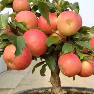 Pink Lady Apple Tree Seedlings - Easy to Introduce, Pink Red High Yield Potted Apple Tree Seedlings