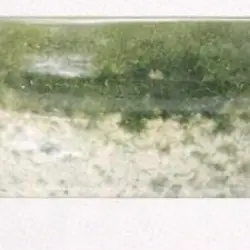 Midori Grove (deep matcha green)