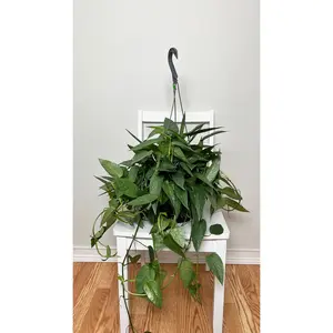 8" Pothos Cebu Blue