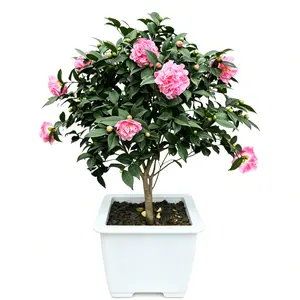 Pink Camellia Live Plant Beautiful Flowering Shrub for Outdoor Garden Landscape