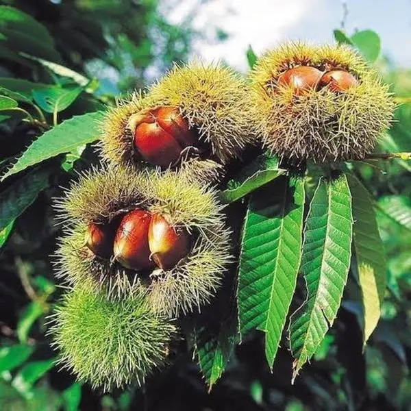 Chinese Chestnut Tree Live Plant Cold Hardy Edible Nut Tree Starter Tree