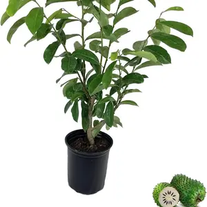 10+ Small Western Soursop Fruit Tree Seeds - Garden-ready Durian Plant Seeds - Exotic Gannan Fruit - Heirloom Annuna Muricata - Tropical Non-gmo Garden Seeds