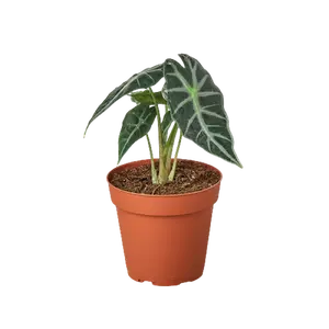 Alocasia Amazonica 'Bambino'