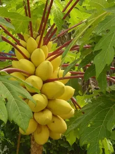 Golden Thai Dwarf Papaya Seeds