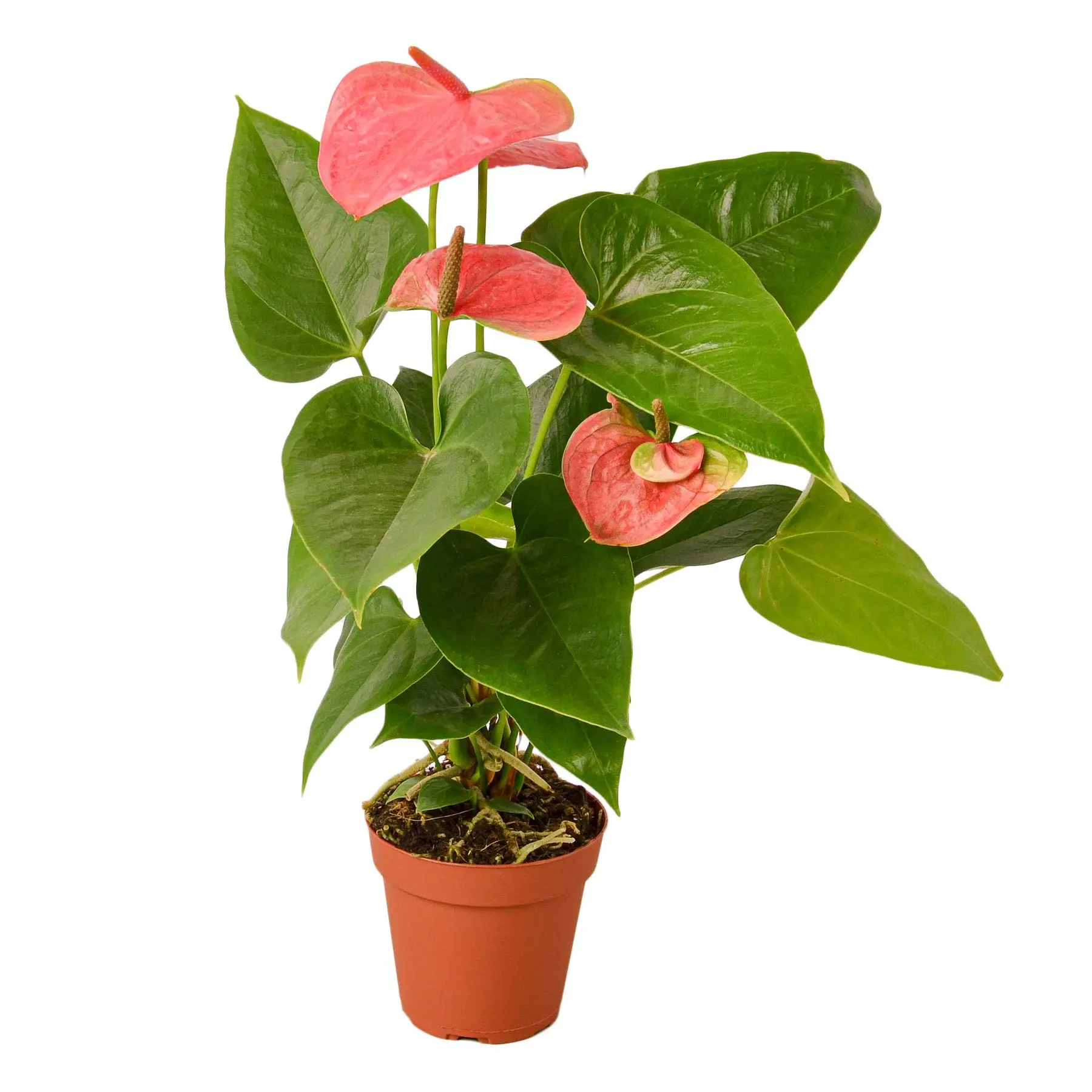 Anthurium Pink (Anthurium andraeanum) Anthurium Pink (Anthurium andraeanum)