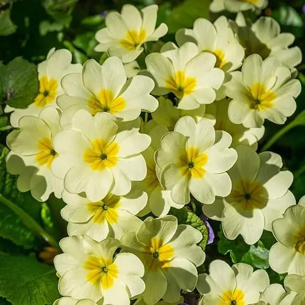 100 Pcs Common Primrose Seeds - Perennial, Hardy, Easy to Grow & Low Maintenance Flower Seeds for Planting Vibrant Soft Blooms, for Containers, Borders .