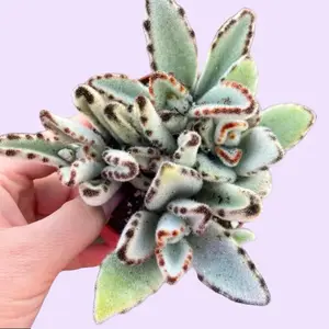 Kalanchoe Panda Plant