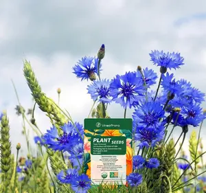 Cornflower Seeds for Cottage Garden & Wildflower Landscapes – Blue Bloom Flower Seeds for Butterfly Friendly Backyard Gardens, Patio Planters & Outdoor Flower Beds