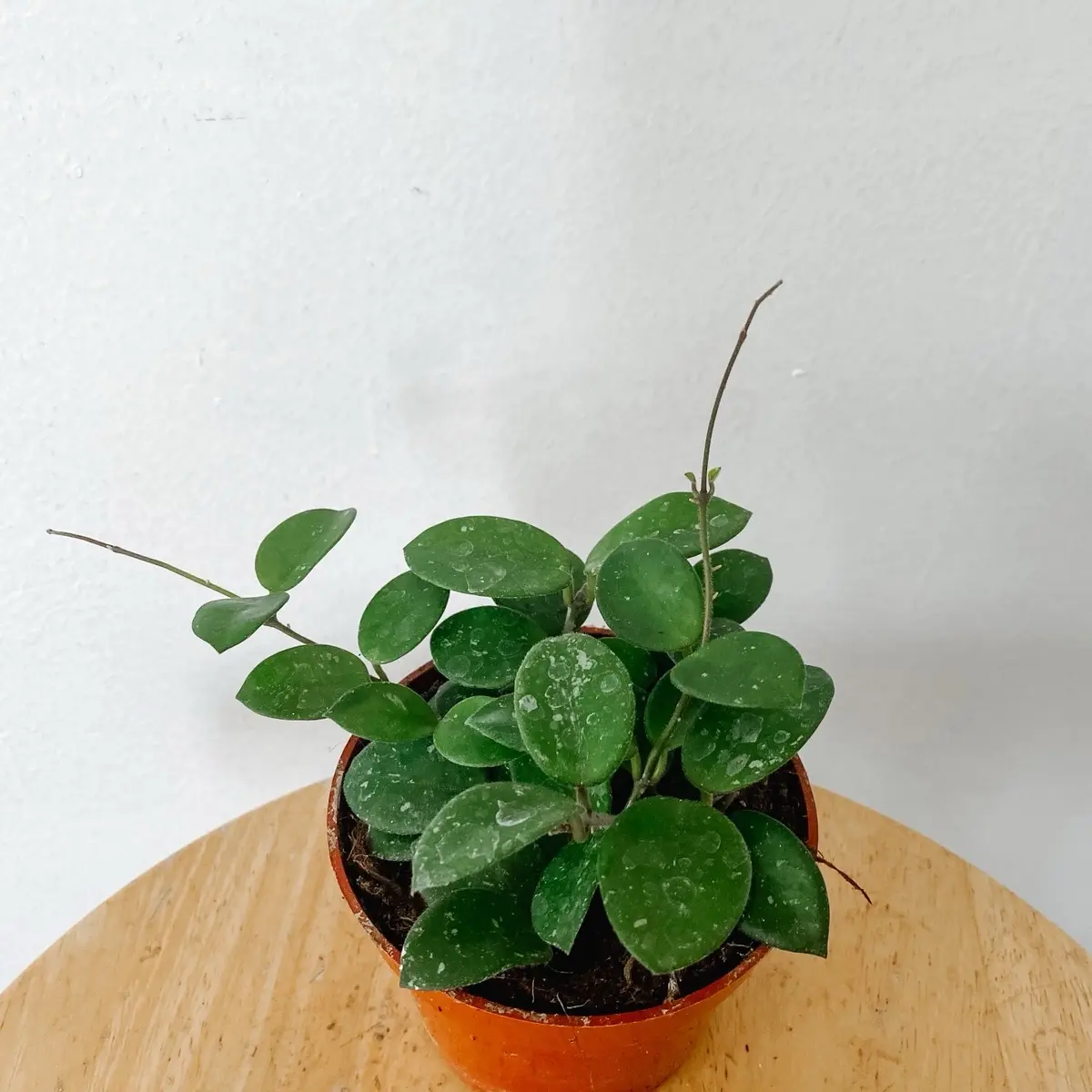 Hoya Mathilde Splash Live Plant in 4in Pot
