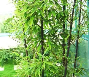 50+Black Bamboo seeds Bamboo Bonsai Garden Home Decoration Cold Resistance USA
