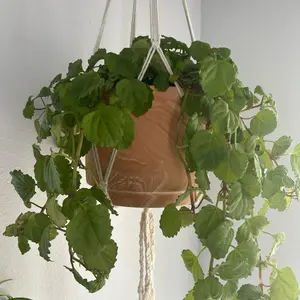 The Blossom - Macrame Hanging Plant Basket for large pots ~ 7” x 8" Handmade with Wooden Ring & for Indoor Gardening