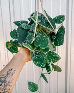 6" Scindapsus 'Silvery Ann' (Hanging Basket)