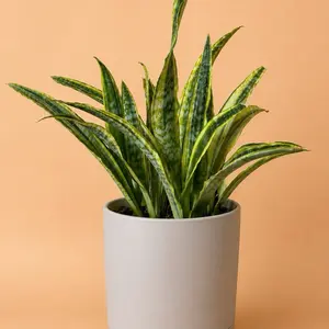 Large Sansevieria Lauren Yellowstone 8" pot House Plant - Unique Leaves, Easy to Care for, Indoor Home Decoration, Snake Plant, Beginner Plant