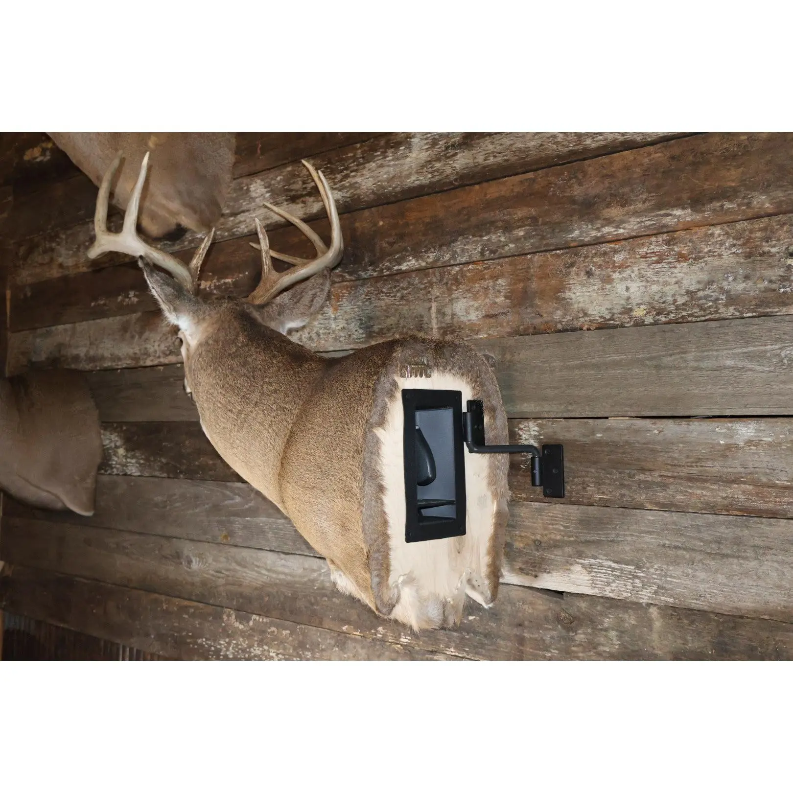 Taxidermy Holster/Hinge Combo-Original Size