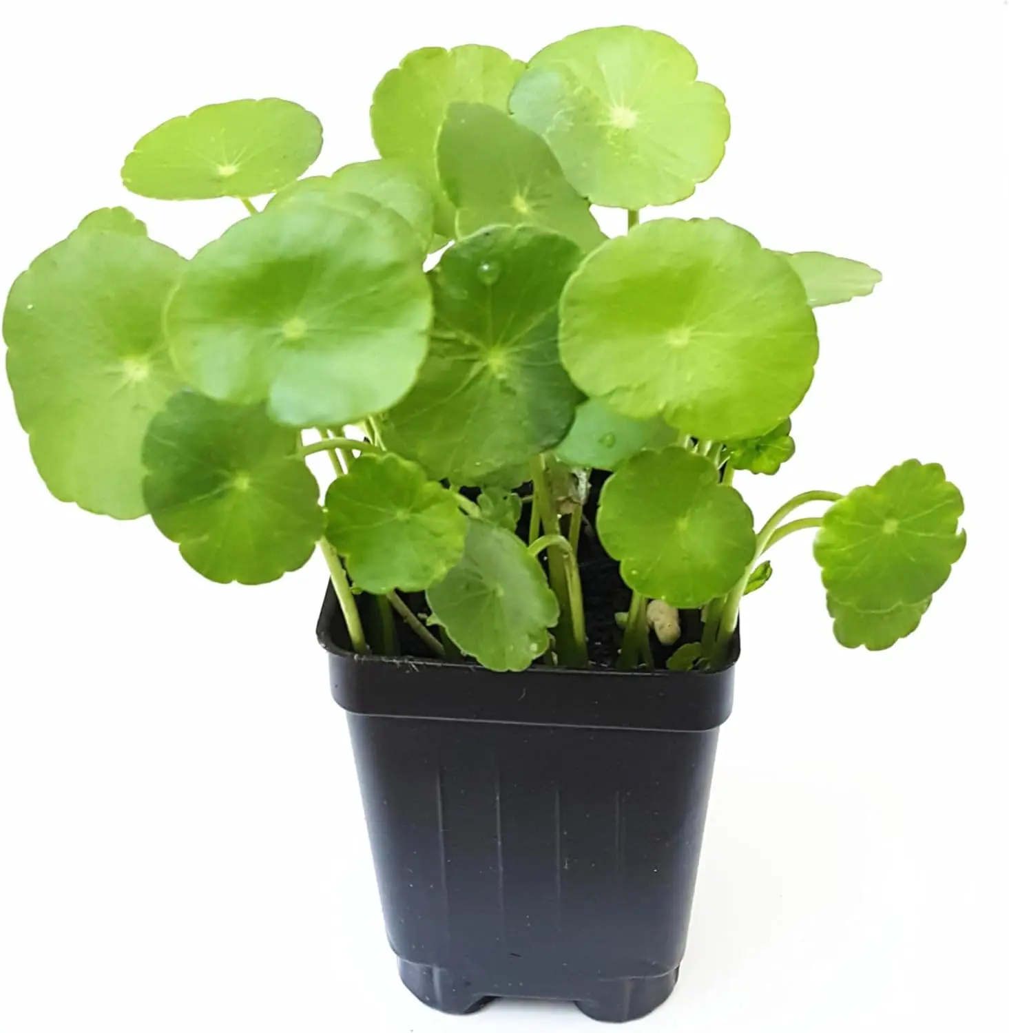 Rich Copper Money Plant Flower Seed Pack (200 Seeds) - Generous Foliage, Hydroponic Indoor Evergreen, All-Season Home Garden Supplies
