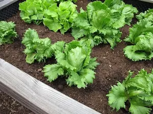 500 Iceberg Lettuce Seeds for Planting - Grown Premium Vegetable Seeds for Home Garden - Crisphead Heading Lettuce Lactuca Sativa - Ideal for Salads & Cool Season Crops - Flavor