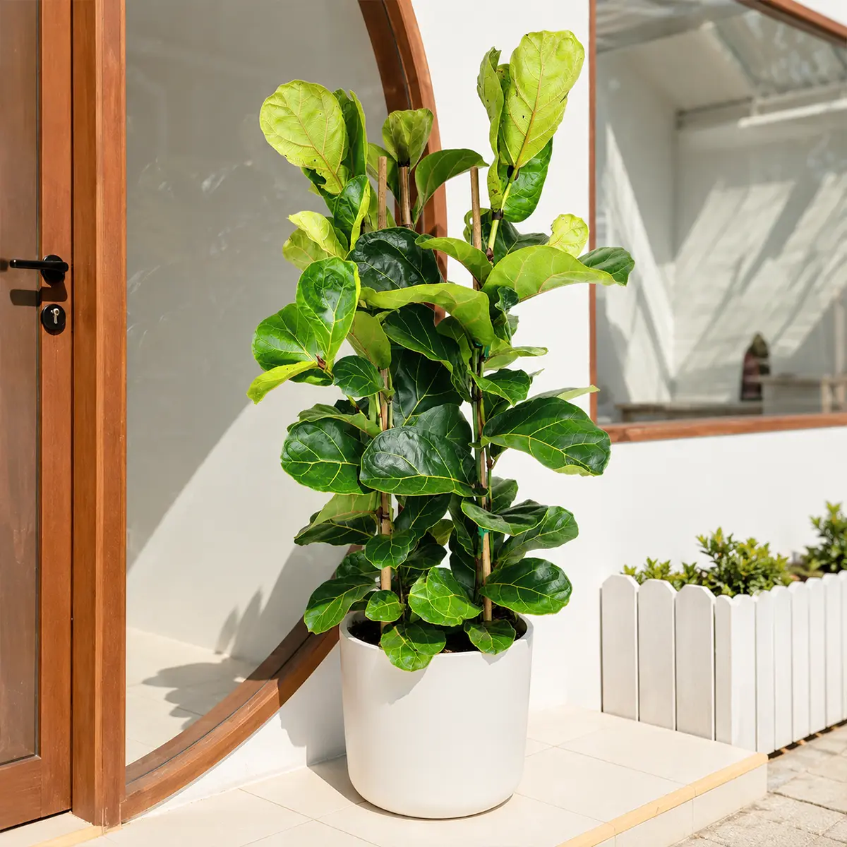 Ficus Lyrata 'Fiddle Leaf Fig'