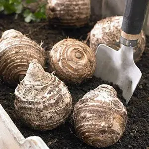 GIANT Elephant Ear Colocasia Bulbs (2 Bulbs)
