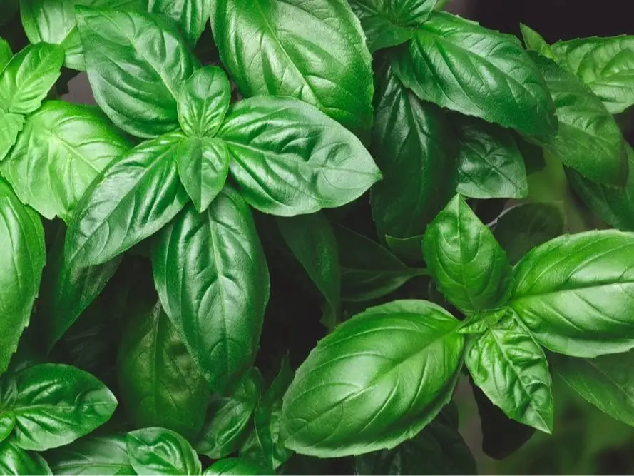 500 Genovese Basil Seeds | Premium Sweet Basil Seeds for Planting | Fresh Culinary Herb for Pesto, Containers & Kitchen Gardens