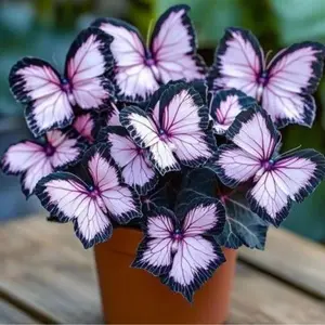 800 pcs Hosta Seeds – Easy Perennials for Shaded Gardens & Patios