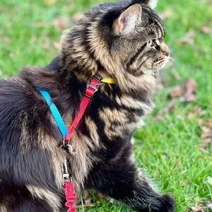 "The Day Tripper" Adjustable H-Style Cat Harness & Leash - Color Block