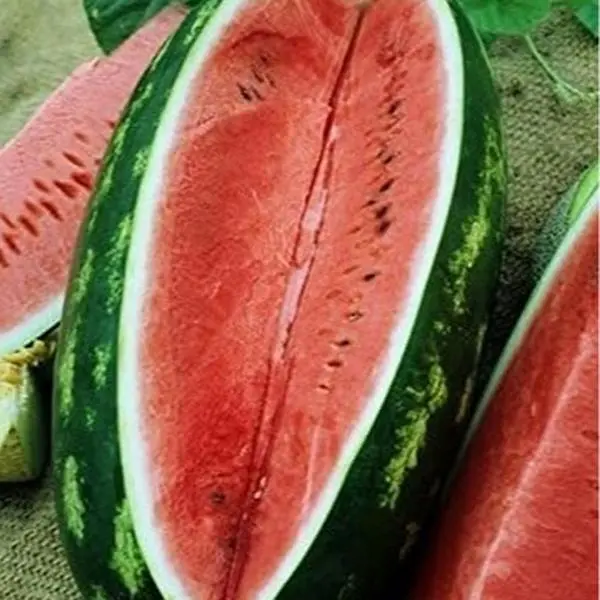 100 Giant Watermelon Seeds, Lazy Man's Watermelon, for Planting Heirloom and Non GMO , Seeded Watermelon, Nutritious, Can be Replanted Every Year, Easy to Grow